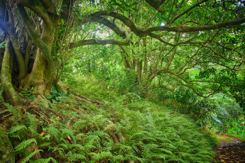 Картинка природа лес заросли тропинка папоротники