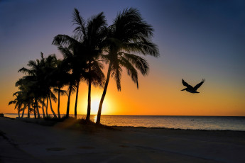 Картинка природа восходы закаты свет солнце горизонт пальмы тропики пляж океан