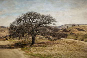 Картинка природа деревья дорога холмы дерево