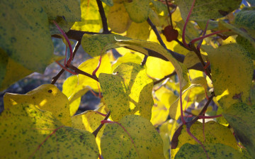 Картинка природа листья солнечно осень ветка жёлтые айва