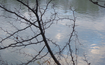 Картинка природа реки озера калючки ветка облака небо отражение вода протока река