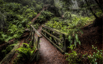 Картинка природа дороги овраг тропинка лес мостик