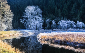 Картинка природа зима деревья река иней