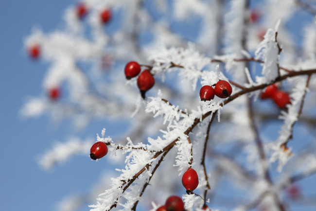 Обои картинки фото природа, Ягоды, изморозь, снег, макро, ветка, зима