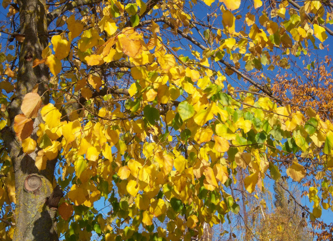 Обои картинки фото природа, листья, жёлтые, листва, осень, солнечно, ярко, ветви