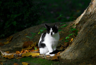 Картинка животные коты дерево котэ котяра кошак
