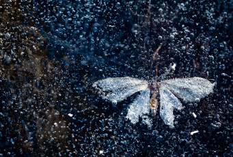 Картинка разное текстуры бабочка пузырьки воздуха лед