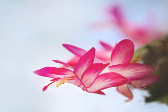 Картинка цветы кактусы цветок макро лепестки розовый
