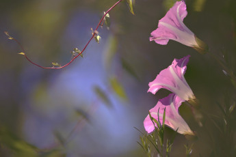Картинка цветы вьюнки +ипомеи вьюнок розовый макро трио