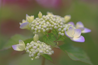 Картинка цветы гортензия лепестки цветок нежность макро бутончики