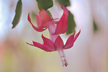Картинка цветы кактусы тычинки лепестки макро цветок сукулент кактус