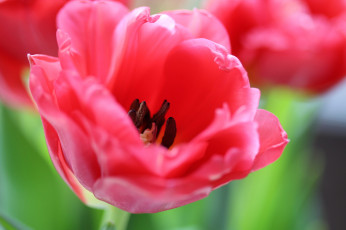 Картинка цветы тюльпаны много цветение разноцветные лепестки