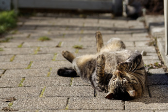 Картинка животные коты наслаждение лежит кот кошка