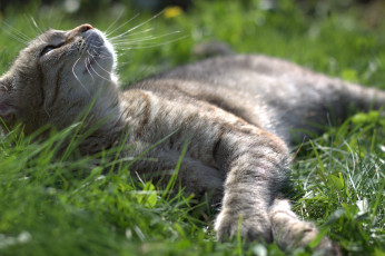 Картинка животные коты травка лежит котяра кошак кот