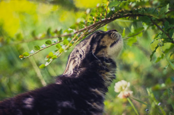 Картинка животные коты веточки растение природа коте киса листики