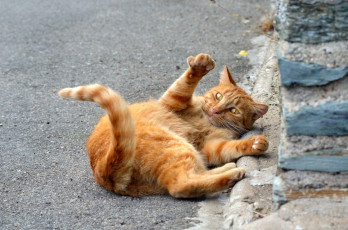 Картинка животные коты игра взгляд асфальт рыжий лежит кот кошка