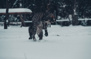 Картинка животные коты зима снег котяра кошак кот