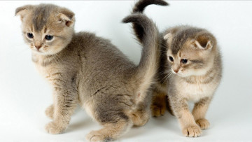 Картинка животные коты пара малыши котята