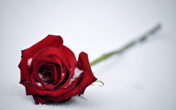 Картинка цветы розы роза снег бутон красная листья цветок