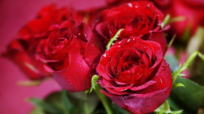 Обои картинки фото цветы, розы, капли, красная, роза, букет
