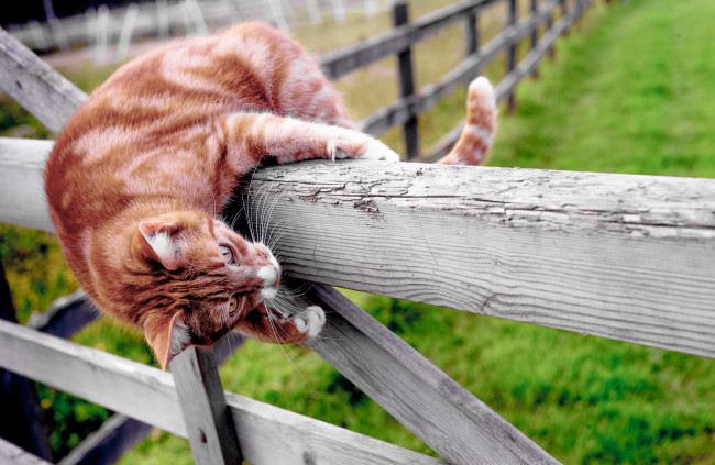 Обои картинки фото животные, коты, забор, настроение, котэ, кот