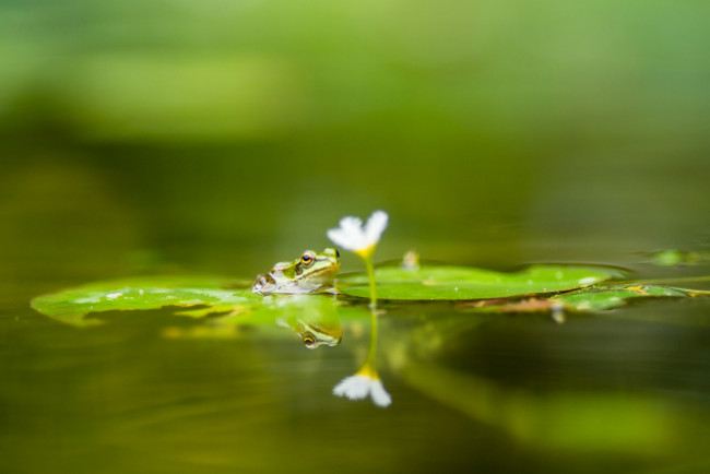 Обои картинки фото животные, лягушки, цветок, листок, вода