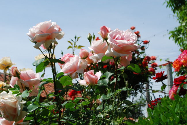 Обои картинки фото цветы, розы, небо, розовые, куст