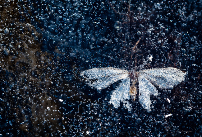 Обои картинки фото разное, текстуры, бабочка, пузырьки, воздуха, лед