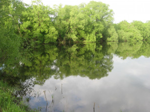 Картинка природа реки озера кусты деревья озеро