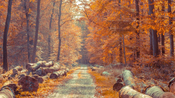 Картинка природа дороги дорога бревна осень лес