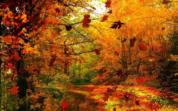 Картинка природа лес листопад осень деревья