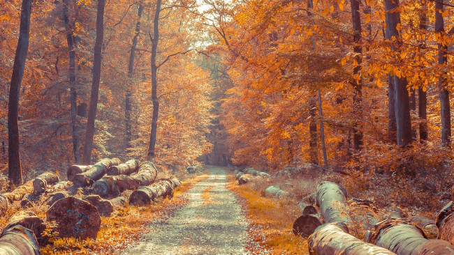 Обои картинки фото природа, дороги, дорога, бревна, осень, лес