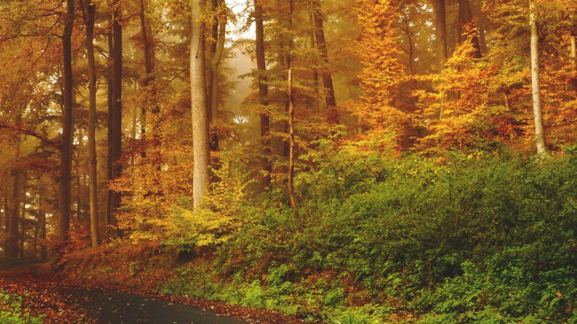 Обои картинки фото природа, лес, кусты, деревья, дорога, осень