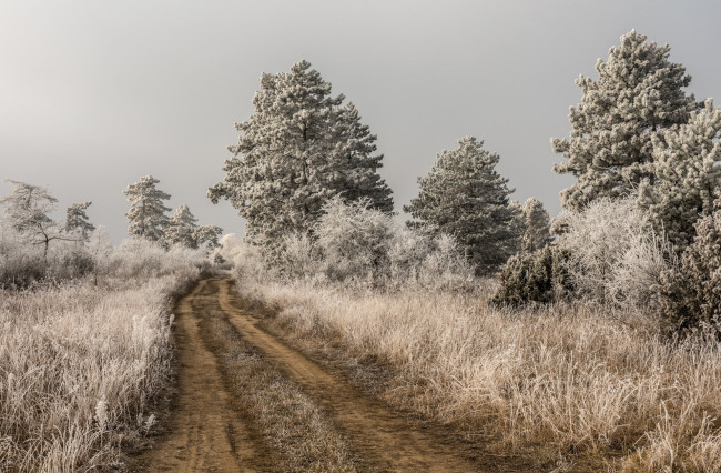 Обои картинки фото природа, дороги, иней, дорога, деревья, зима