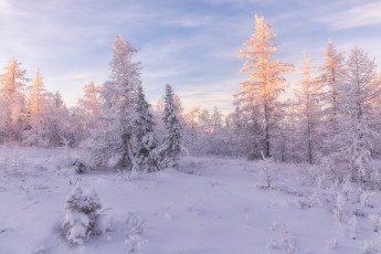 Картинка природа зима россия салехард деревья снег