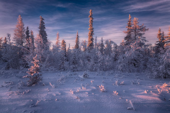 Картинка природа зима россия салехард деревья снег