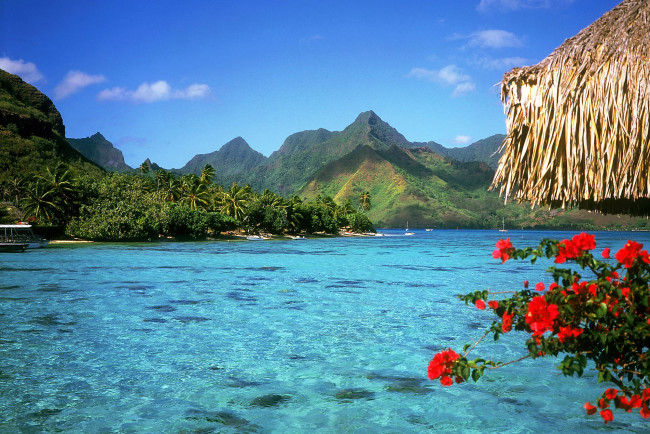 Обои картинки фото природа, тропики, море, цветы, деревья, горы