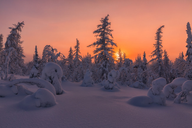 Обои картинки фото природа, восходы, закаты, салехард, снег, деревья, россия