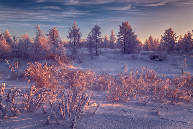 Обои картинки фото природа, зима, россия, салехард, деревья, снег