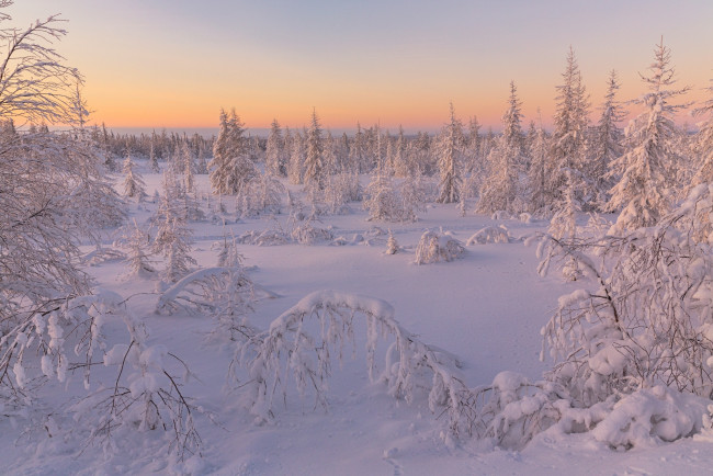 Обои картинки фото природа, зима, салехард, деревья, снег, россия