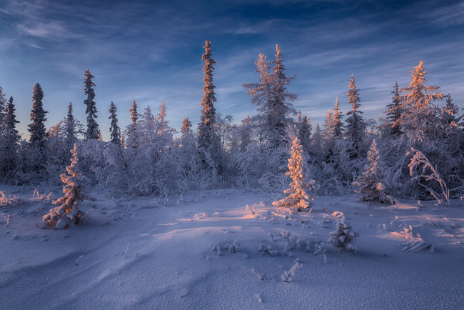Обои картинки фото природа, зима, салехард, деревья, снег, россия