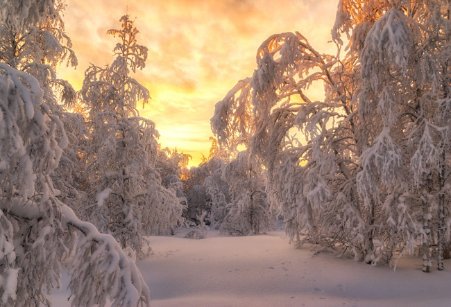 Обои картинки фото природа, восходы, закаты, россия, салехард, деревья, снег