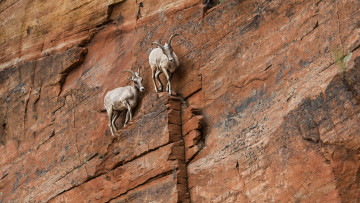 Картинка животные козы козерог скалолазание скальное образование каньон сионский национальный парк юта сша