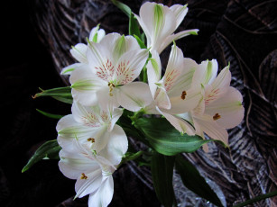 Картинка цветы альстромерия белая