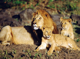 Картинка животные львы лев львята