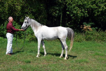 Картинка животные лошади конь белый мужчина роща