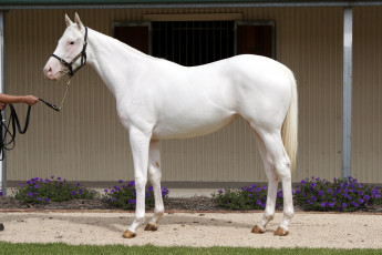 Картинка животные лошади лошадь белая цветы конюшня
