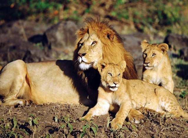 Обои картинки фото животные, львы, лев, львята