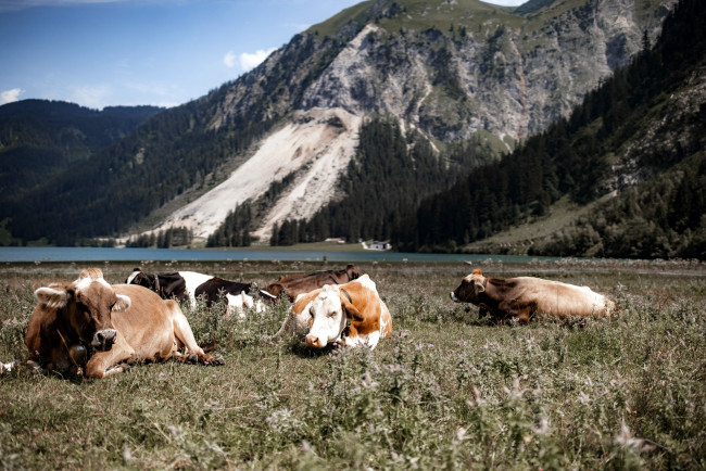Обои картинки фото животные, коровы,  буйволы, луг, озеро, горы, австрия