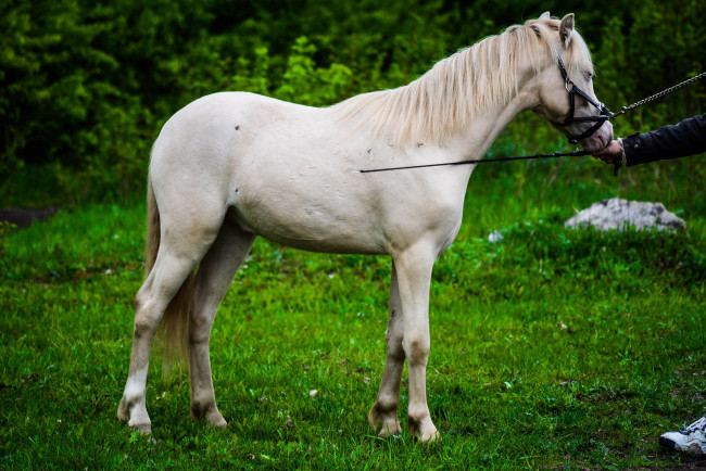 Обои картинки фото животные, лошади, конь, белый, лужайка, стэк
